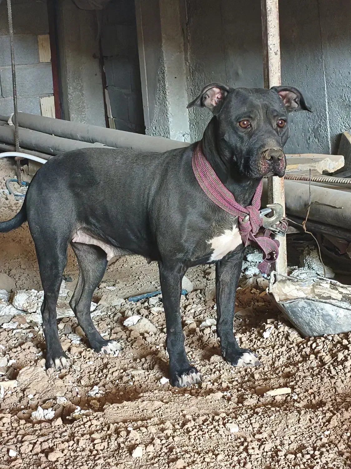 سگ میکس پیتبول کنکورسو|سگ|شیراز, تندگویان|دیوار