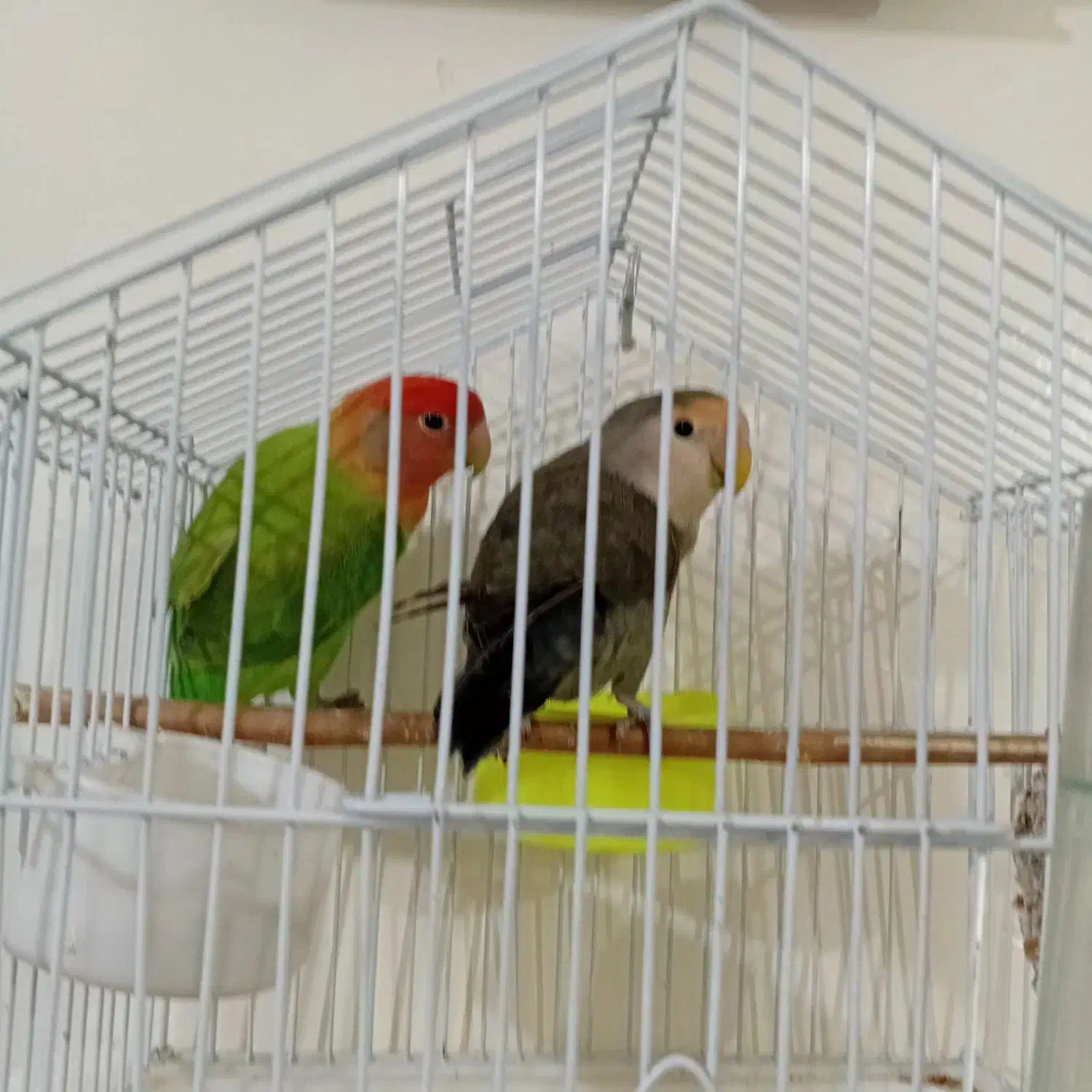 دو عدد پرنده طوطی برزیلی سالم|پرنده|نسیمشهر, |دیوار