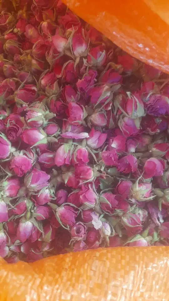 هرس و تمامی خدمات باغداری|خدمات باغبانی و درختکاری|داراب, |دیوار