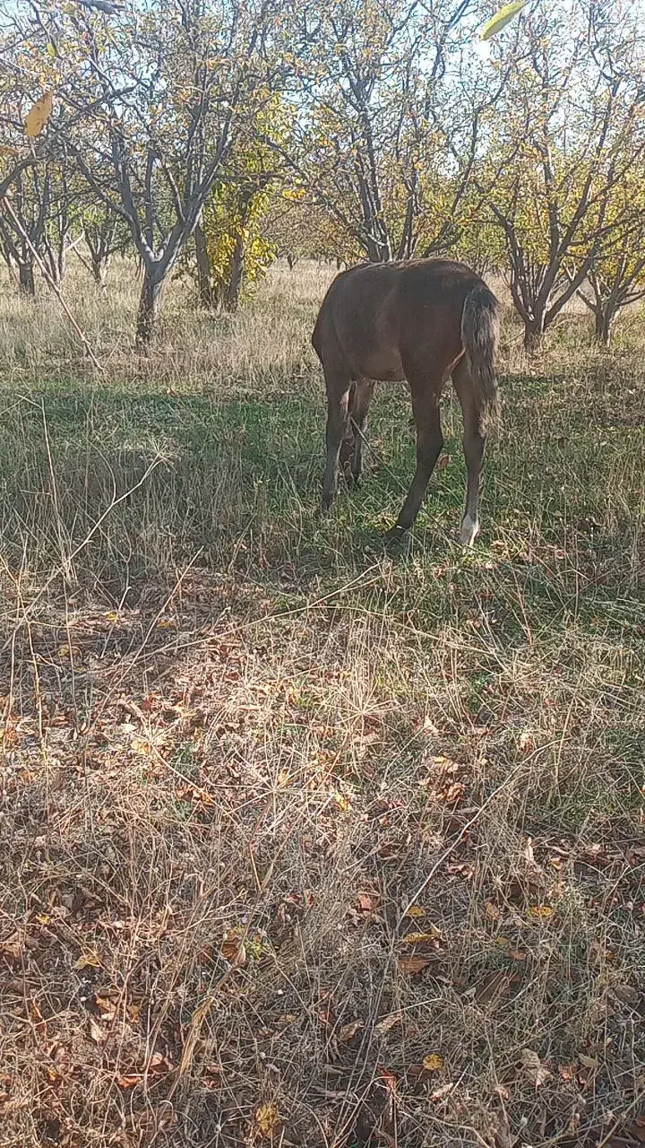 دایچه پنج ماهه|اسب و تجهیزات اسب‌سواری|اهر, |دیوار