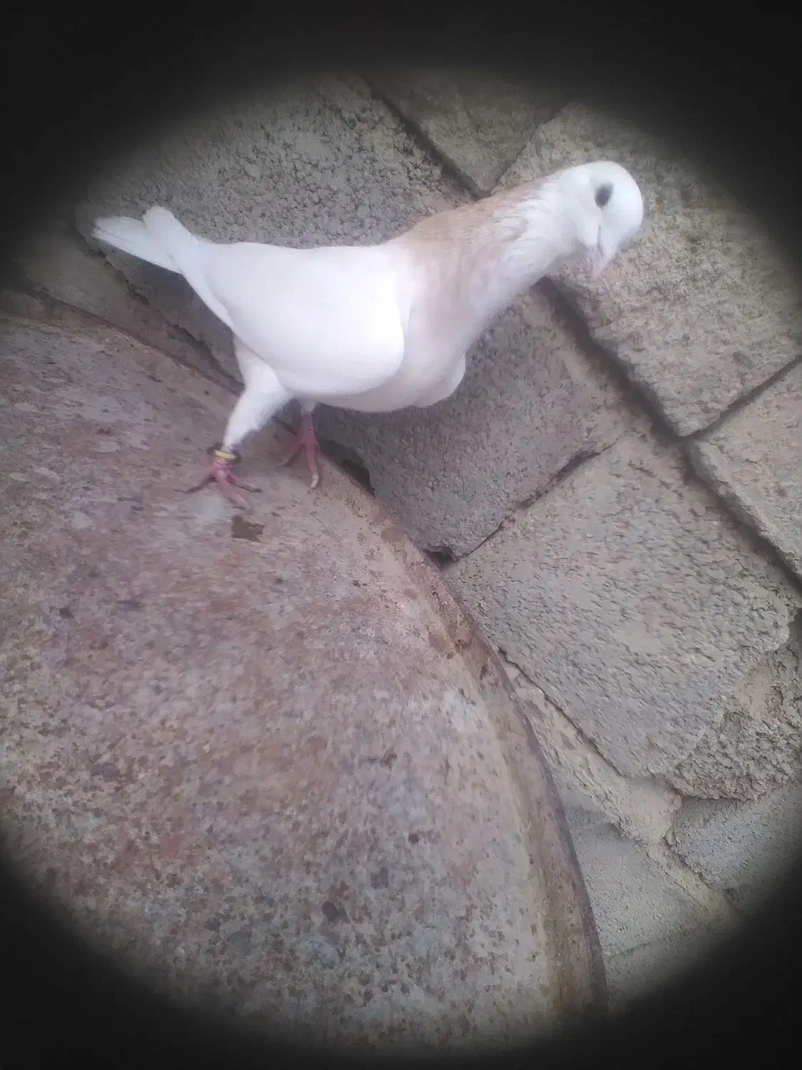 کبوتر رفتنی|حیوانات|نوشین شهر, |دیوار