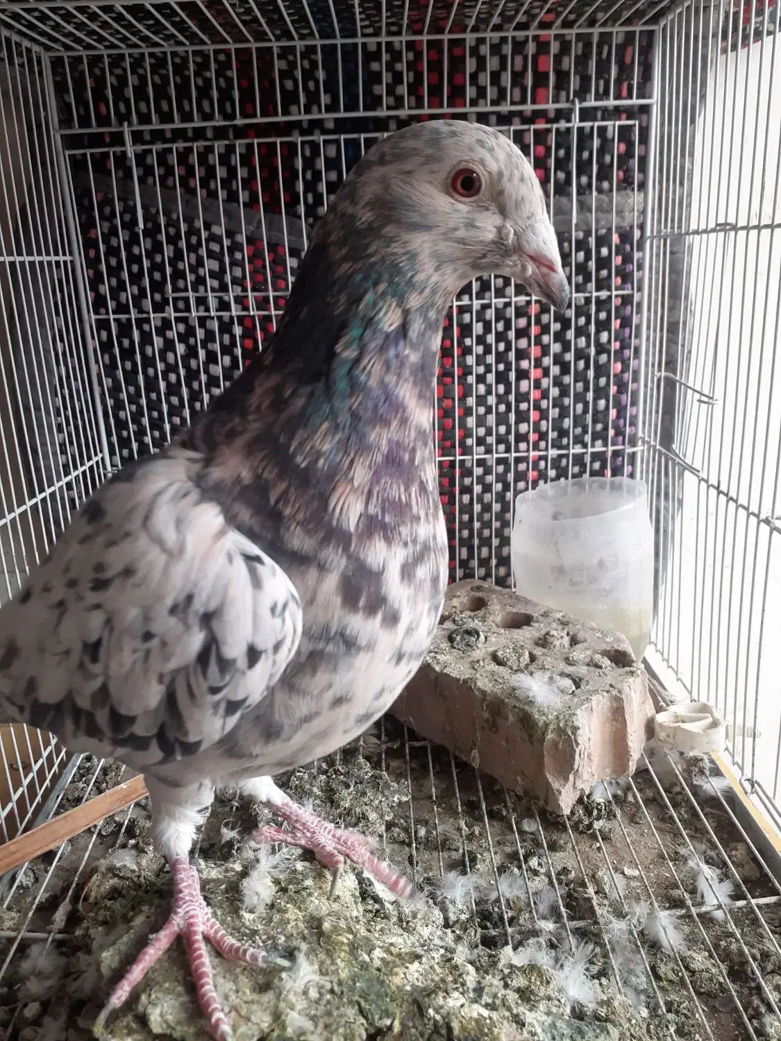 تماس|پرنده|مشهد, کشف|دیوار