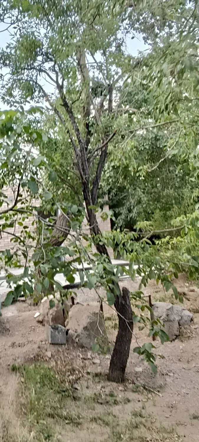 فروش باغ ۲۰۰۰ متری بهمن|فروش زمین و ملک کلنگی|بهمن صغاد, |دیوار