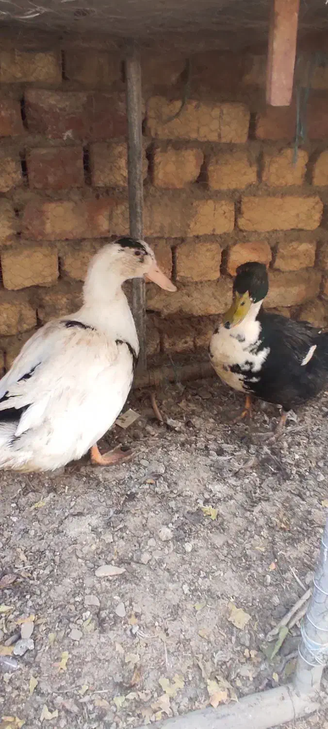 اردک بومی|حیوانات مزرعه|پیر بکران, |دیوار