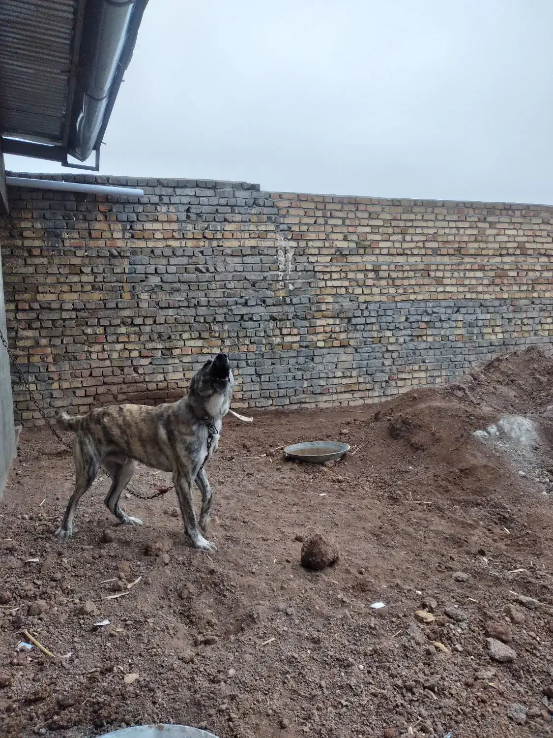 سگ گله|سگ|قزوین, |دیوار