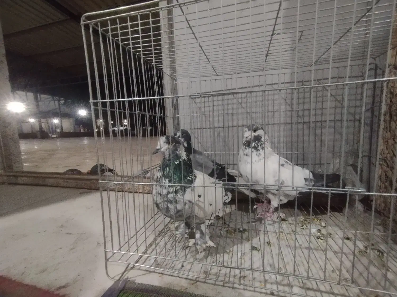 کبوتر پرشی ضمانتی|پرنده|بندرعباس, |دیوار