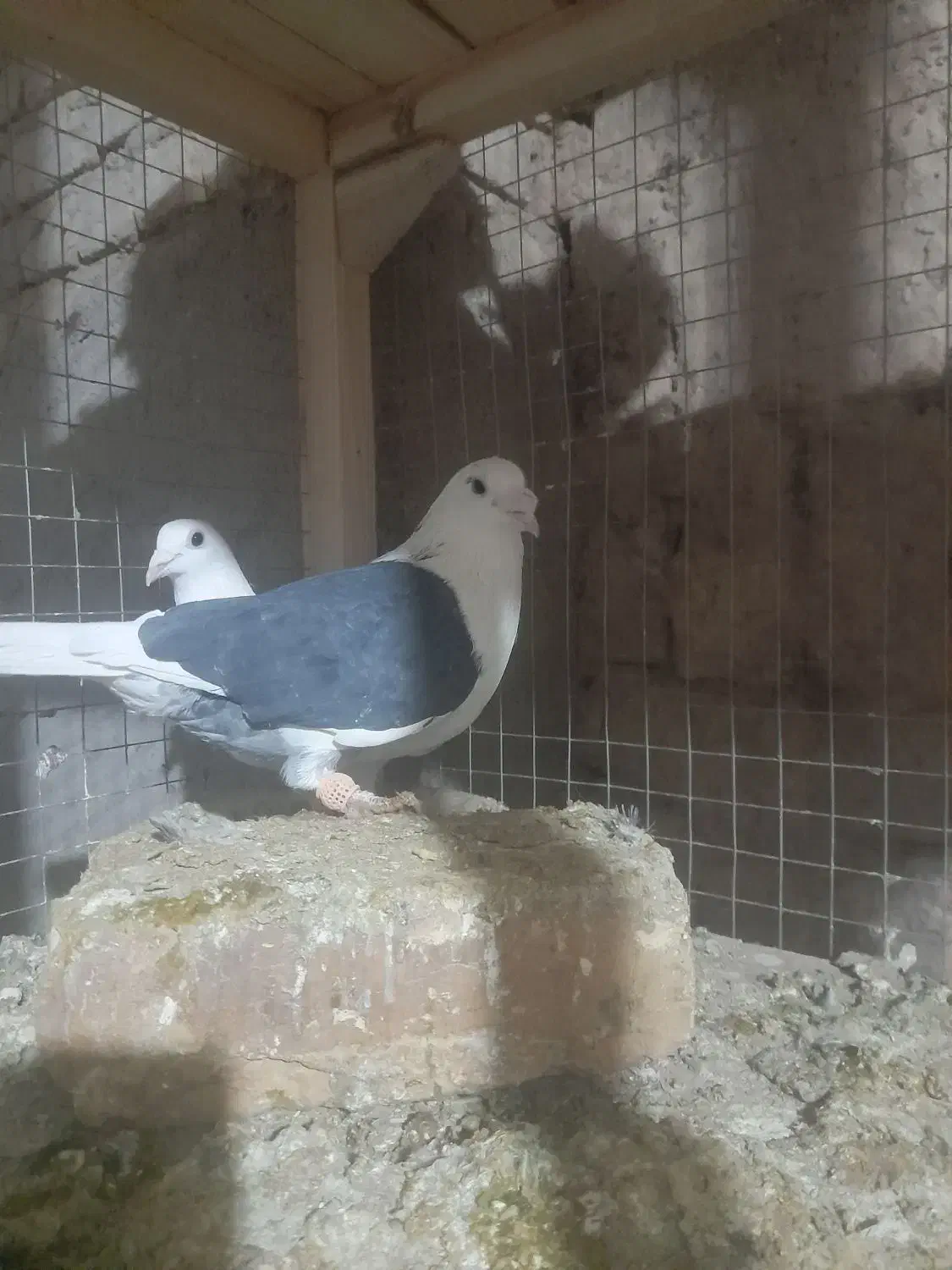 کبوتر|پرنده|اسفرورین, |دیوار