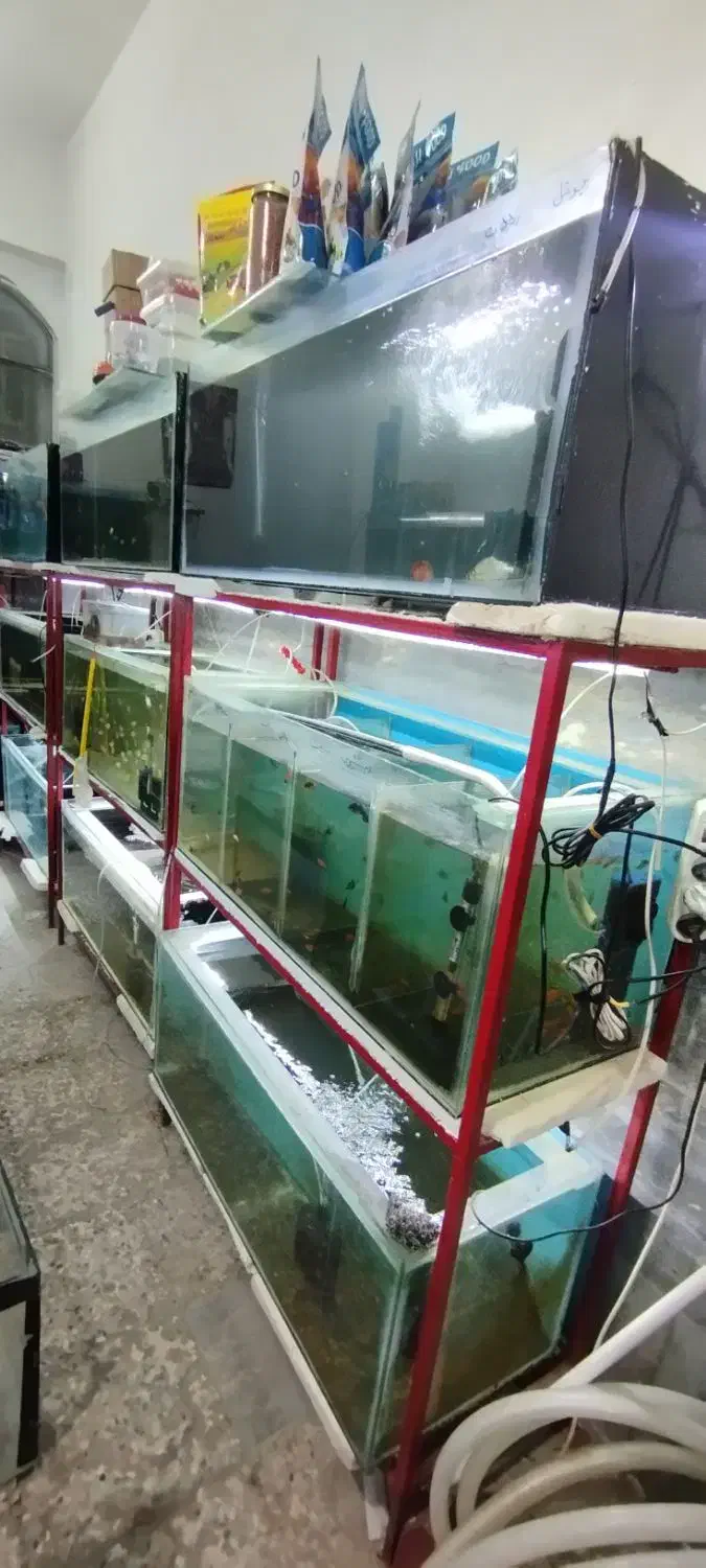 فروش لوازم آکواریوم فروشی|ماهی|سراوان, |دیوار