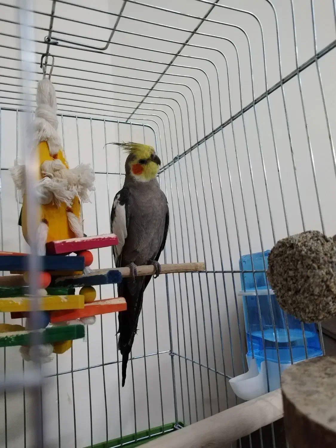 عروس هلندی سینامون|پرنده|فردیس, قریشی|دیوار