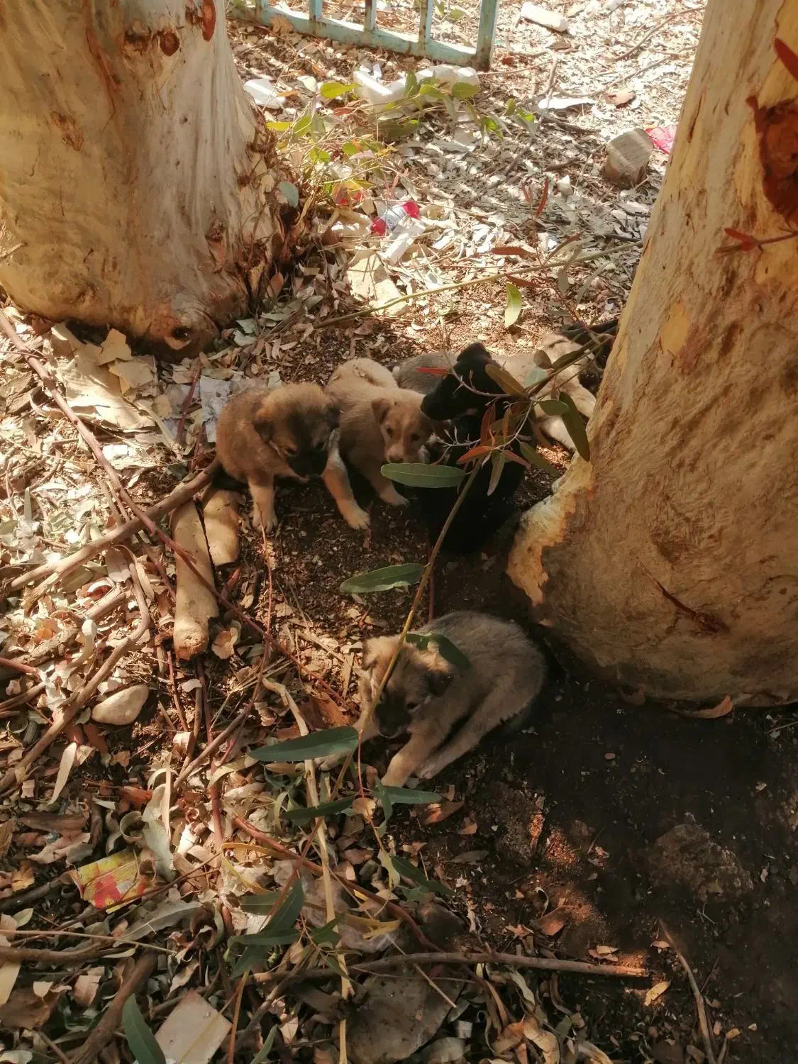 6عددتوله سگ همراه بایه ماده سگ|سگ|شیراز, شهرک گلها|دیوار