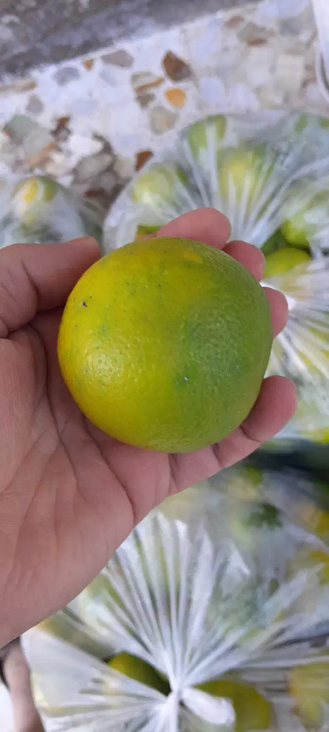 نارنج آبدار و تمیز تحویل رایگان|خوردنی و آشامیدنی|رشت, جهاد|دیوار