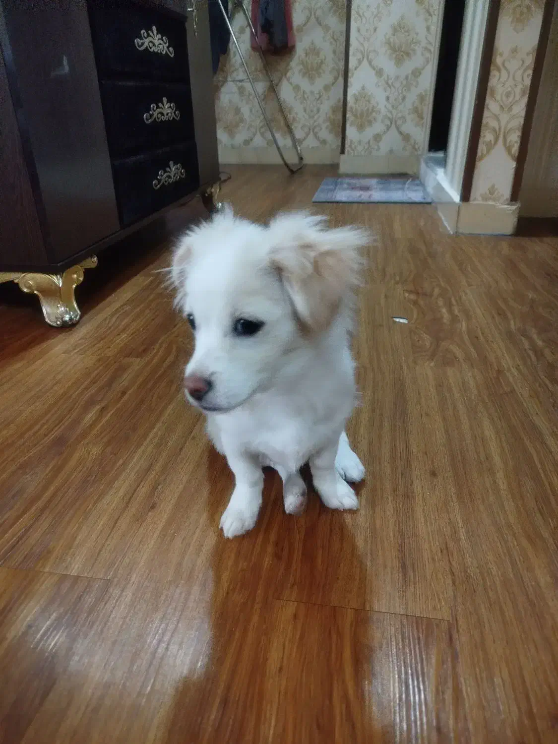 سگ پودل|سگ|رباط‌کریم, مسکن مهر آبشناسان|دیوار