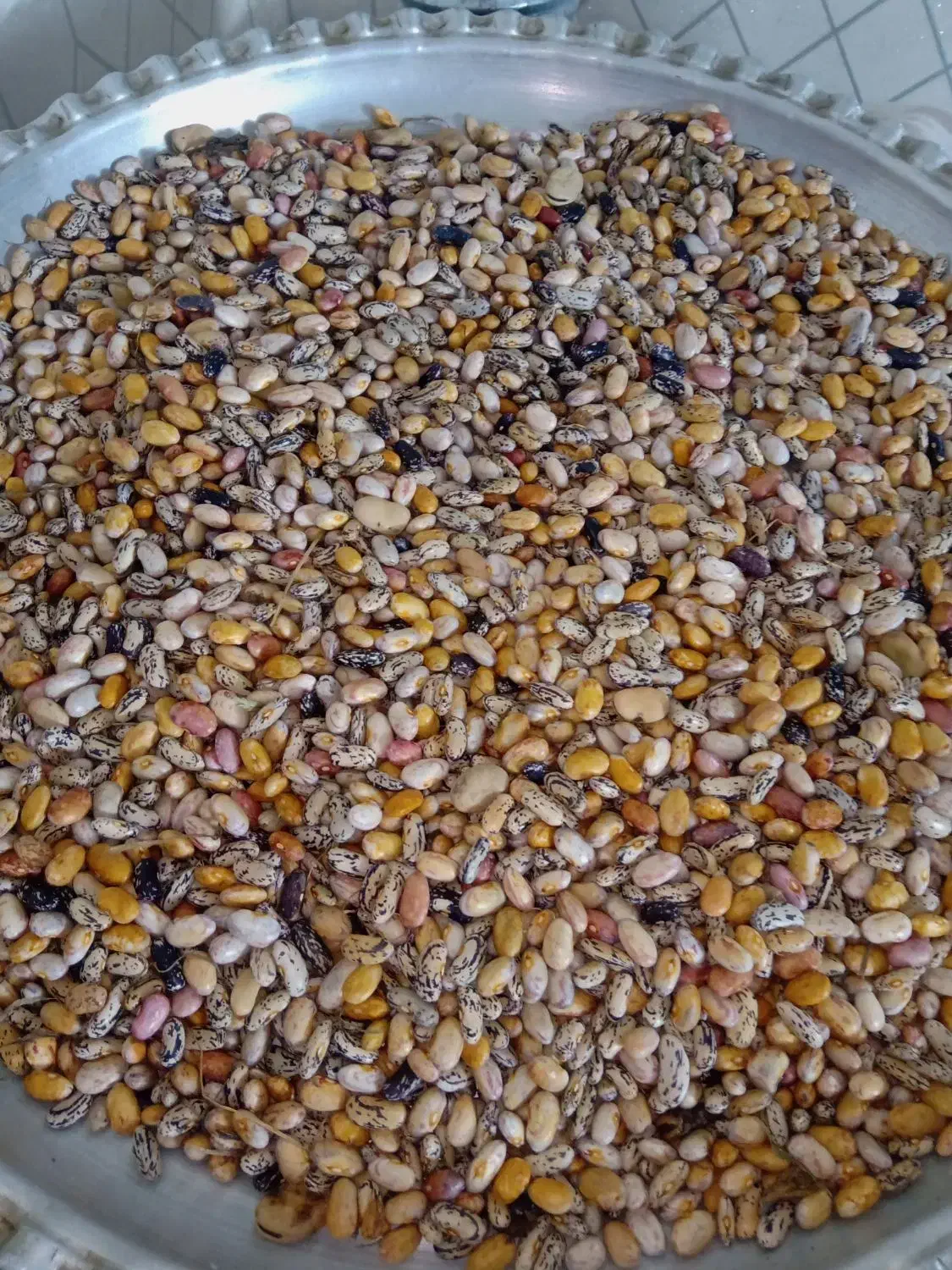 باکله خشک برای کاشت|گل و گیاه طبیعی|شاندرمن, |دیوار