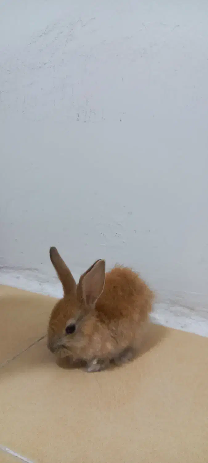 خرگوش|موش و خرگوش|محمدیه-قزوین, |دیوار