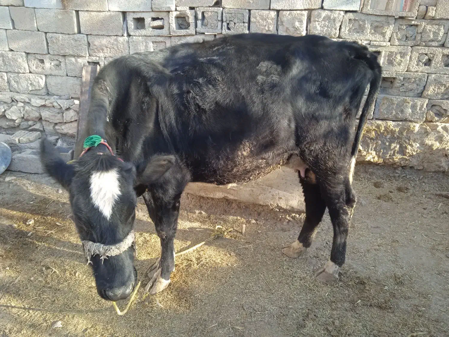 فروش گاو شیری|حیوانات مزرعه|ایذه, |دیوار