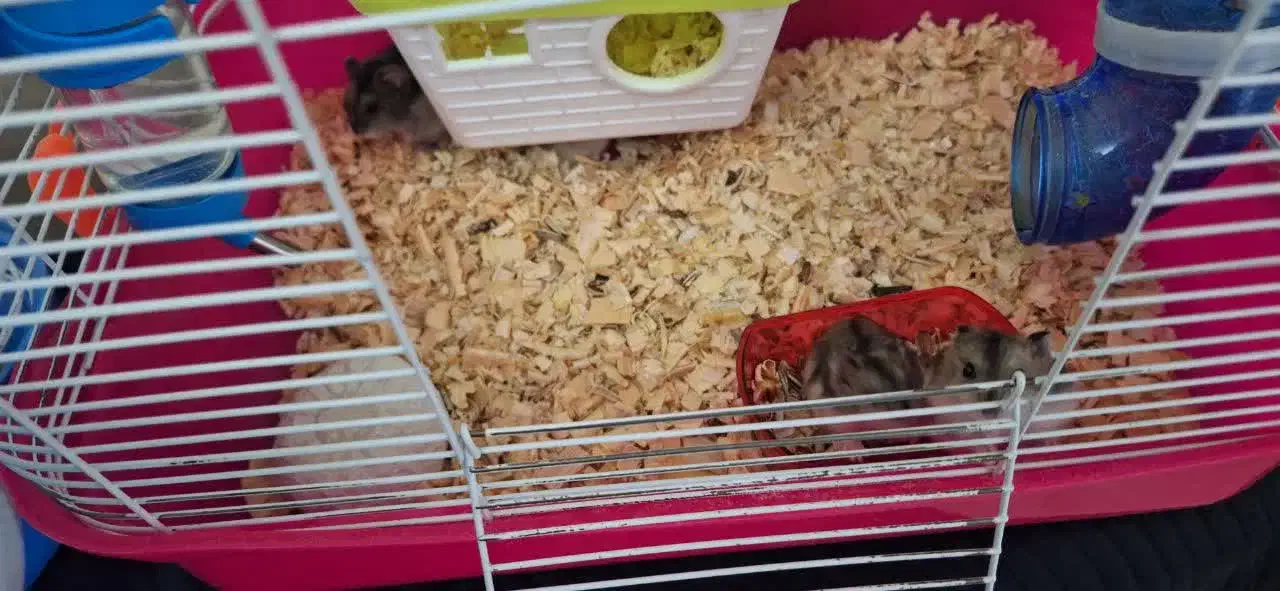 همستر رایگان|موش و خرگوش|قزوین, |دیوار