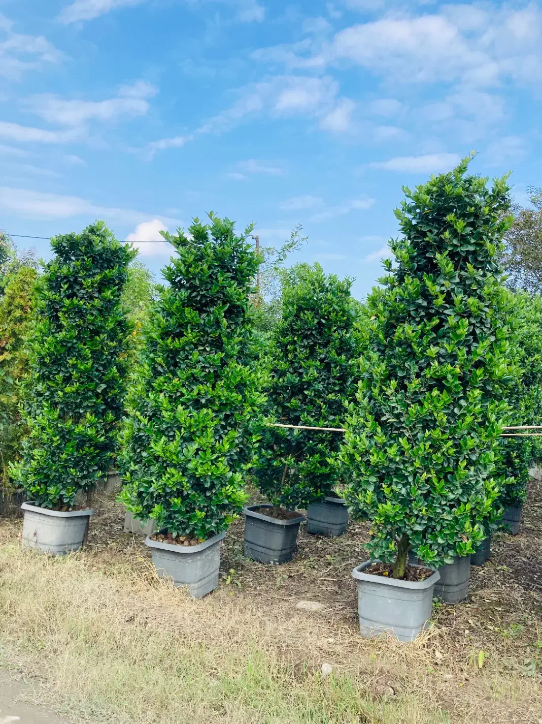 فروش گل و گیاه|گل و گیاه طبیعی|تنکابن, |دیوار