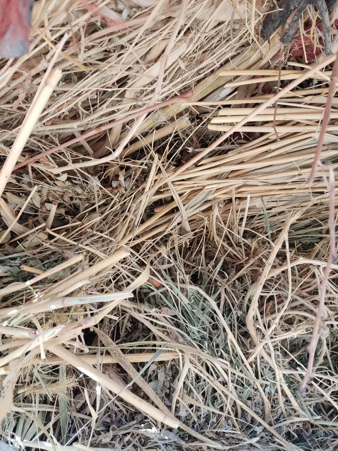 علف وگیاه|عمده‌فروشی|سیمینه, |دیوار