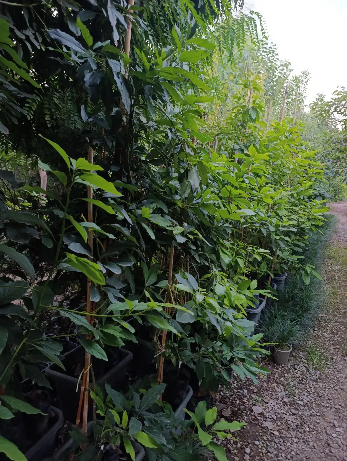 آواکادو پیوندی|گل و گیاه طبیعی|ساری, |دیوار