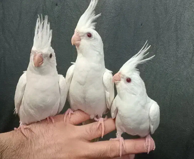 طوطی کوکاتیل رام سخنگو|پرنده|رشت, نامجو|دیوار