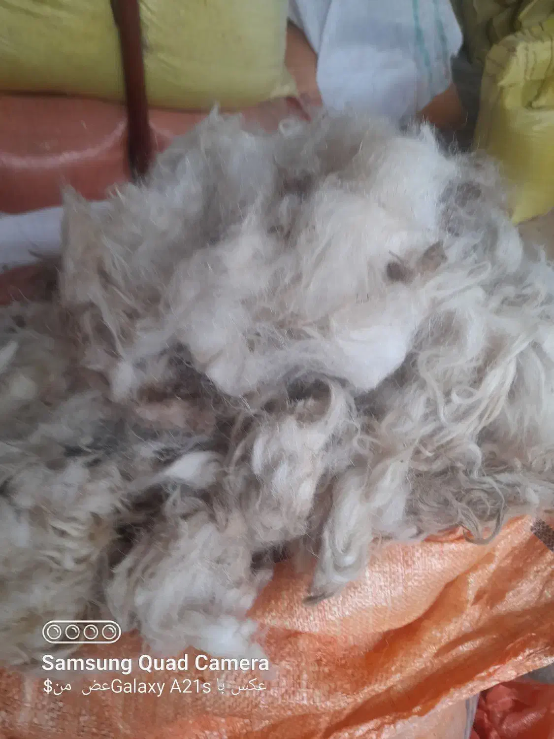 پشم گوسفند وبره|حیوانات مزرعه|اسالم, |دیوار