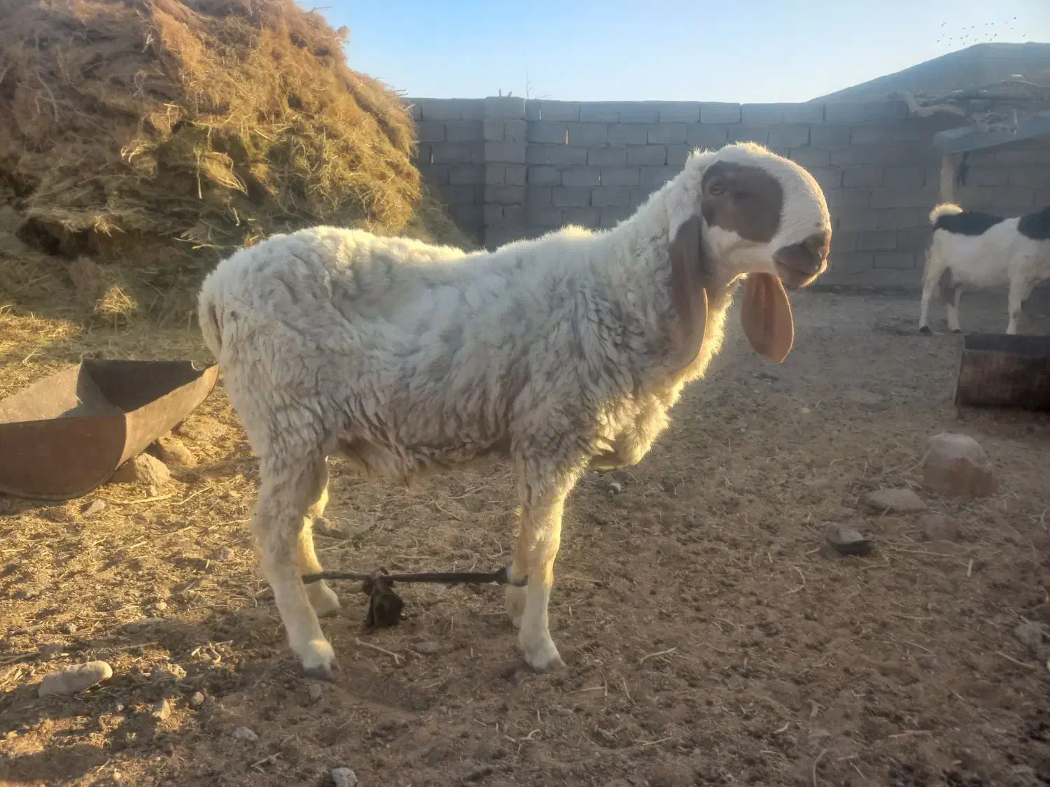 قوچ مری|حیوانات مزرعه|هامون, |دیوار