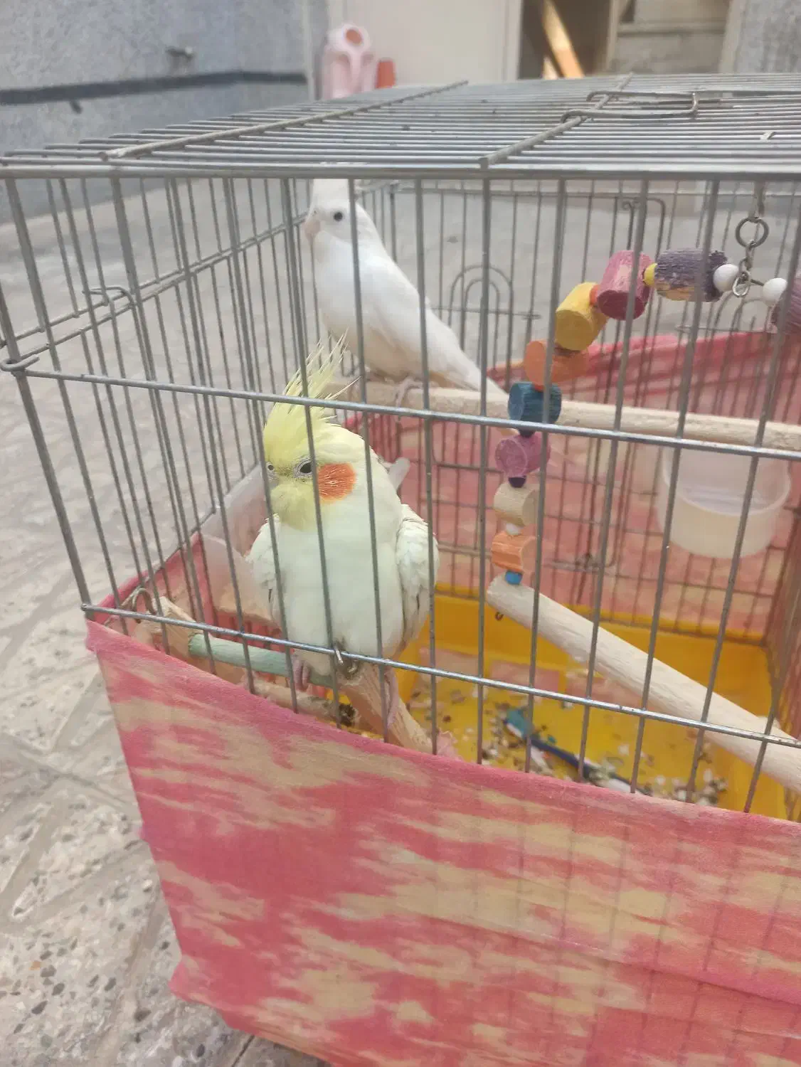 عروس هلندی خوشگل|پرنده|تهران, باغ خزانه|دیوار