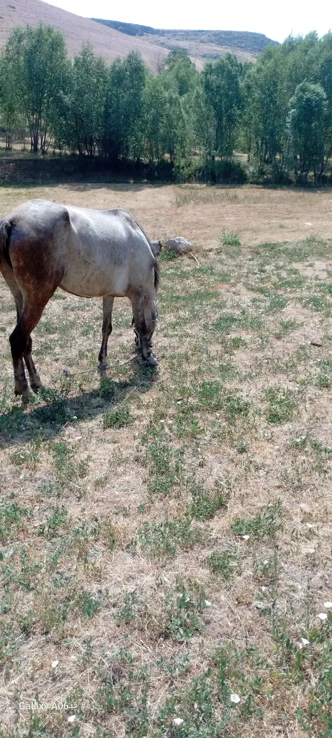 اسب‌۳‌ساله‌کرد|اسب و تجهیزات اسب‌سواری|ورزقان, |دیوار