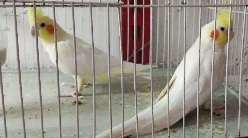 یک جفت عروس هلندی تضمینی تخم جوجه نطفه دار|پرنده|جلگه ماژان, |دیوار