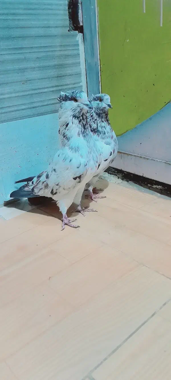 کبوتر|پرنده|فاضل آباد, |دیوار