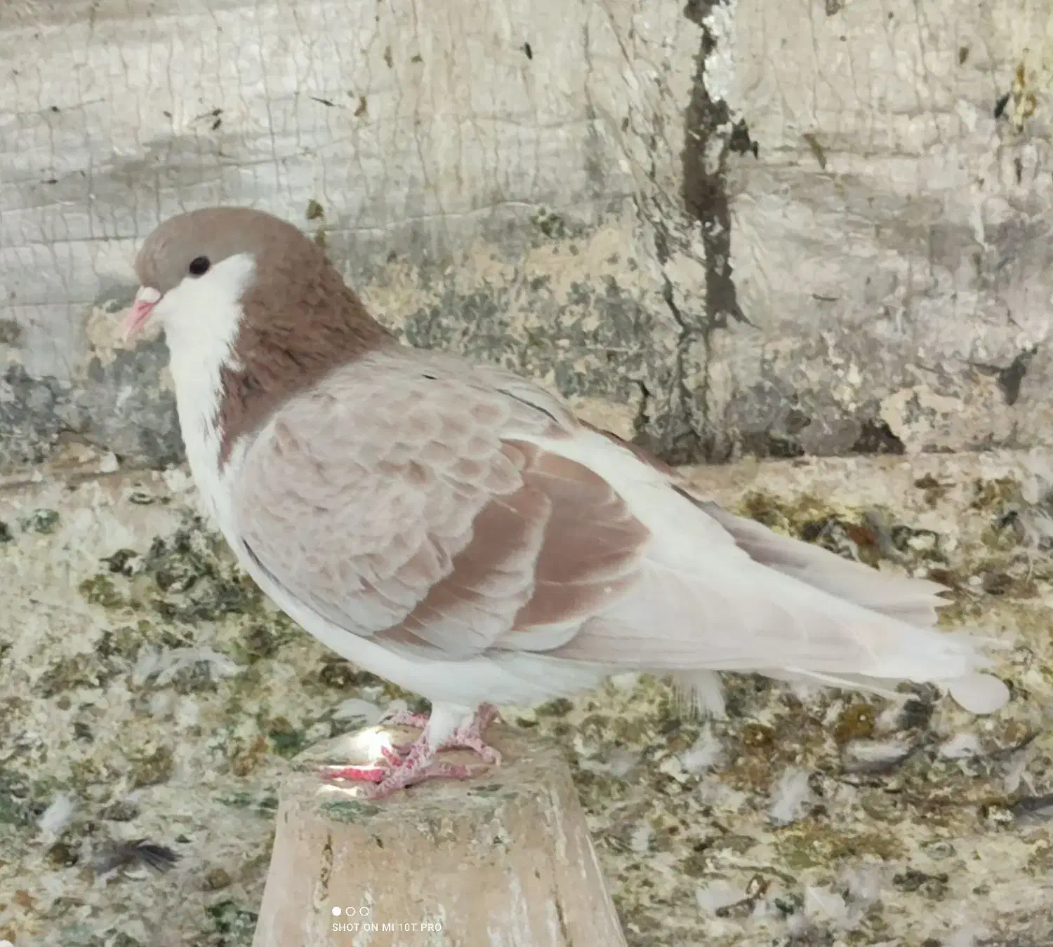 کبوتر دمگیر سرور پلاکی طوقی سینه پرشی|پرنده|اصفهان, بوستان ناژوان|دیوار