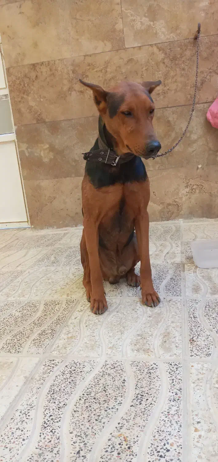 سگ دوبرمن خالص|سگ|صفادشت, |دیوار