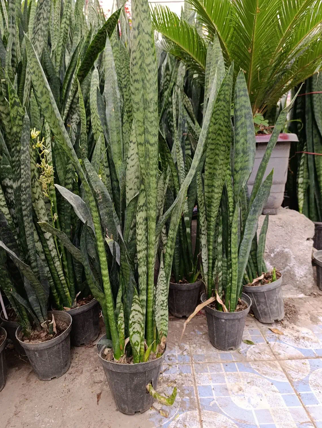 حراج واقعی سانسوریا|گل و گیاه طبیعی|مشهد, کوی المهدی|دیوار