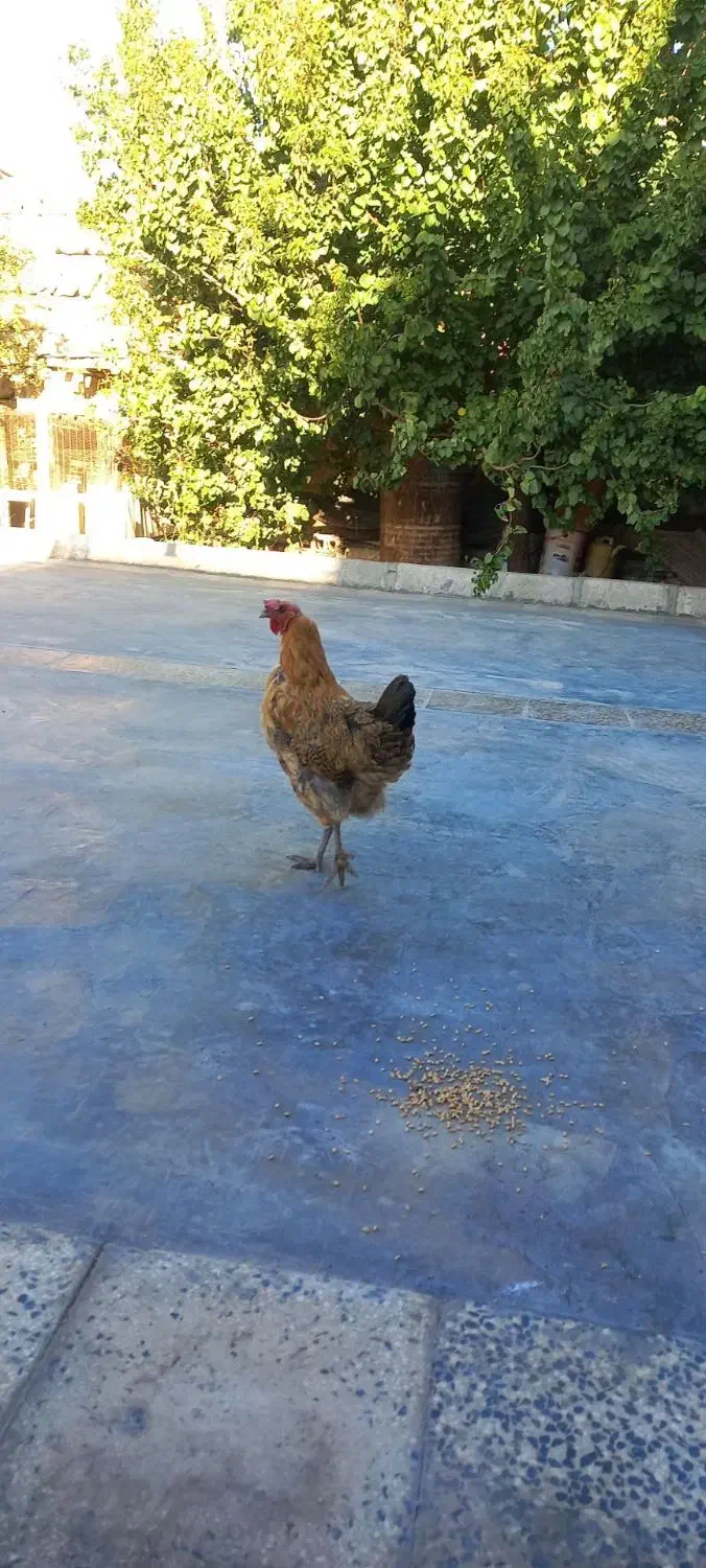 مرغ تخم گزار  سرحال|حیوانات مزرعه|سرپل ذهاب, |دیوار