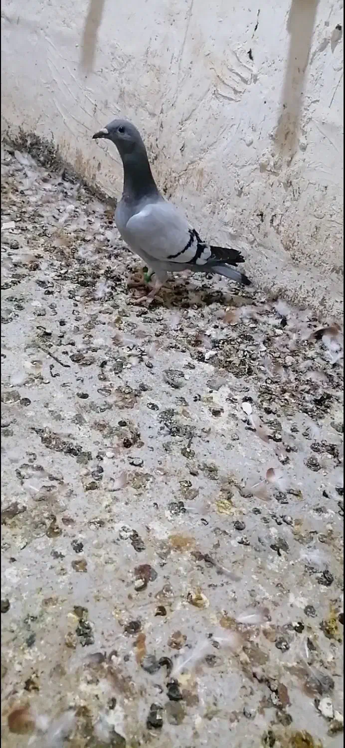 ۴عدد کبوتر پلاکی|پرنده|آبپخش, |دیوار