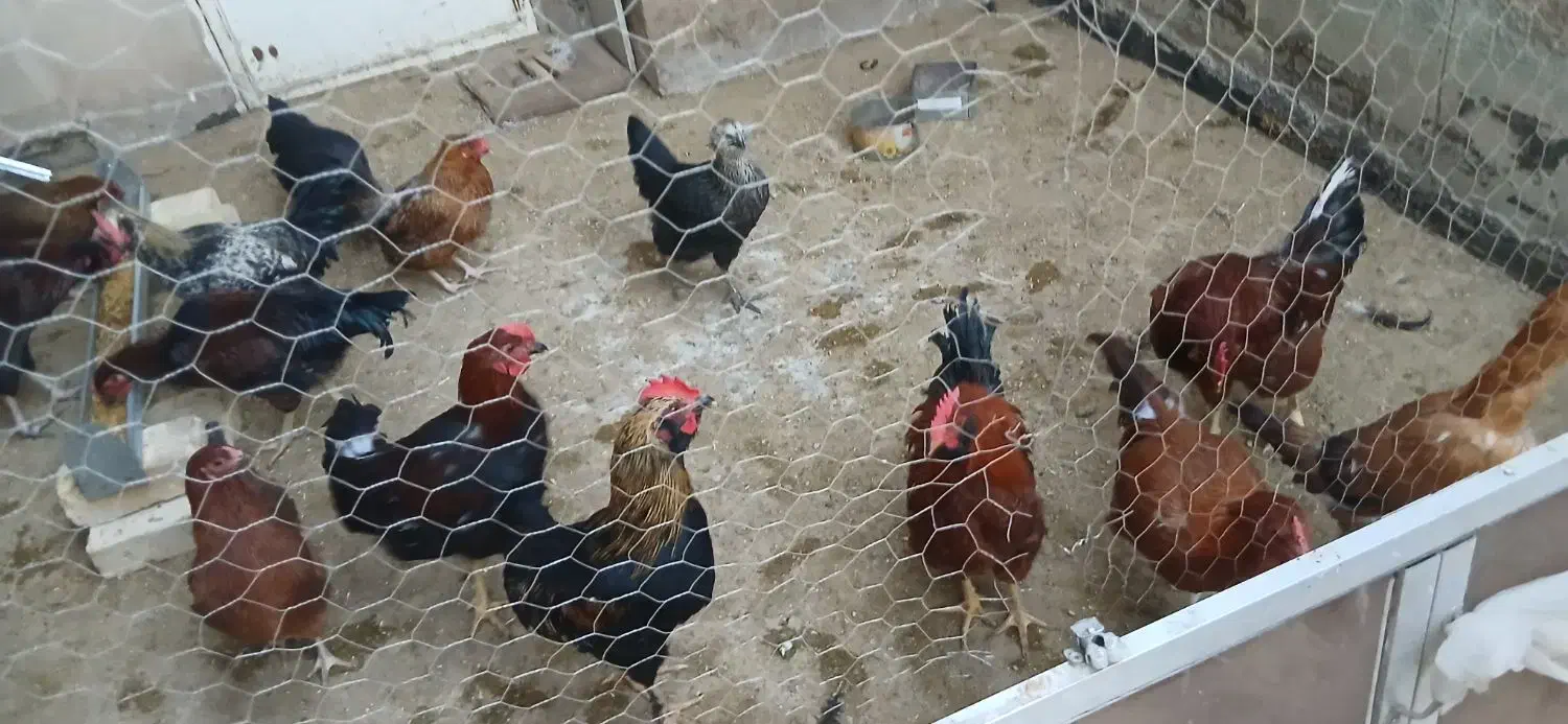 خروس رسمی محلی|حیوانات مزرعه|قم, صفائیه|دیوار