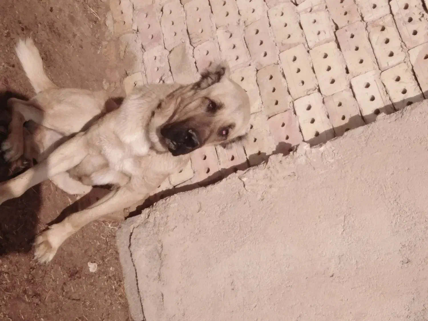 سگ درشت|سگ|نیشابور, شهرآرا|دیوار