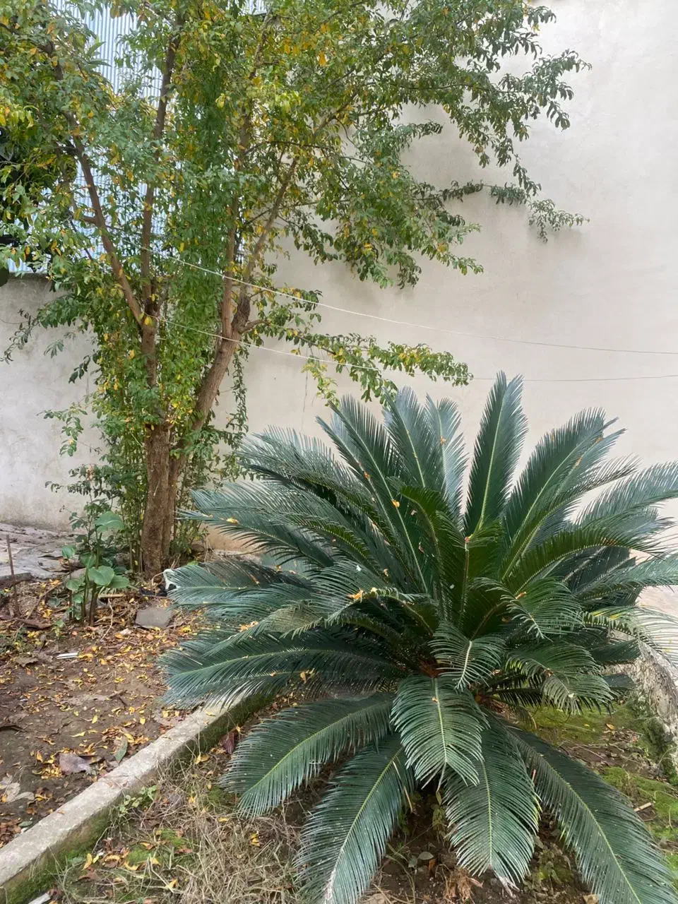 سیکاس|گل و گیاه طبیعی|لاهیجان, کوی خزر|دیوار