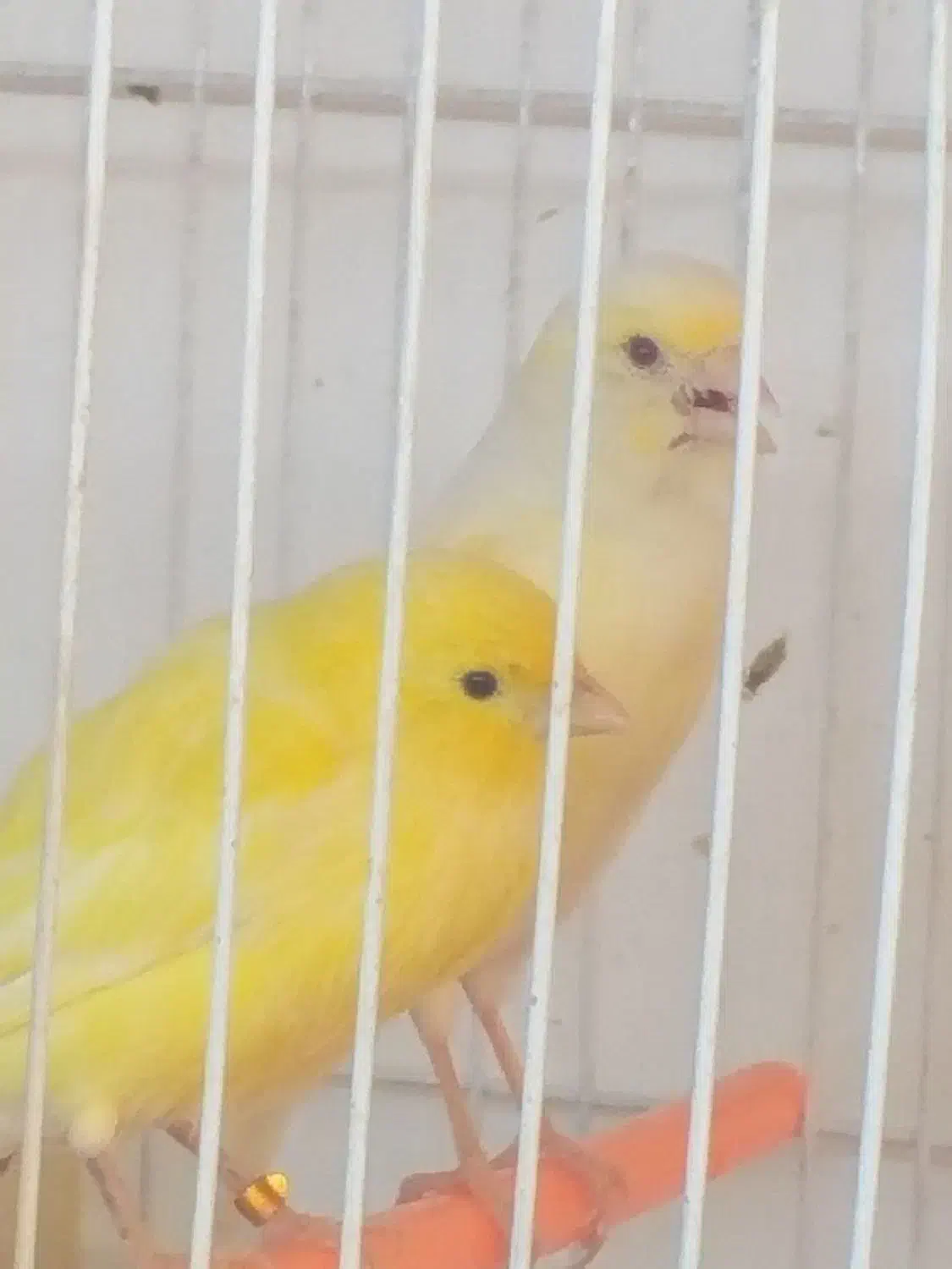 قناری ماده|پرنده|مشهد, حضرت حجت|دیوار