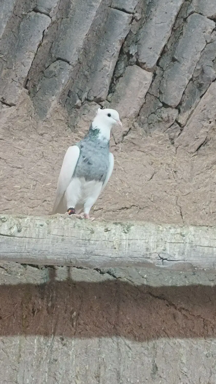 کبوتر طوقی|پرنده|میبد, |دیوار