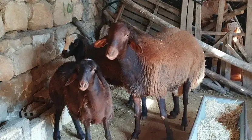 قوچ افشار مهربان|حیوانات مزرعه|ویسیان, |دیوار