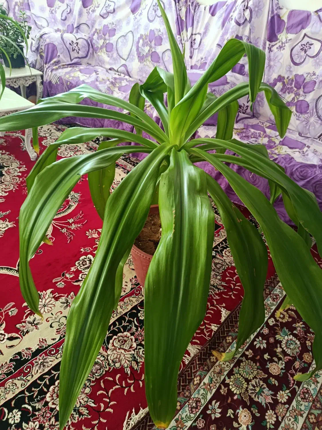 گل اشک ملکه زیبا و بزرگ 450|گل و گیاه طبیعی|حبیب آباد, |دیوار