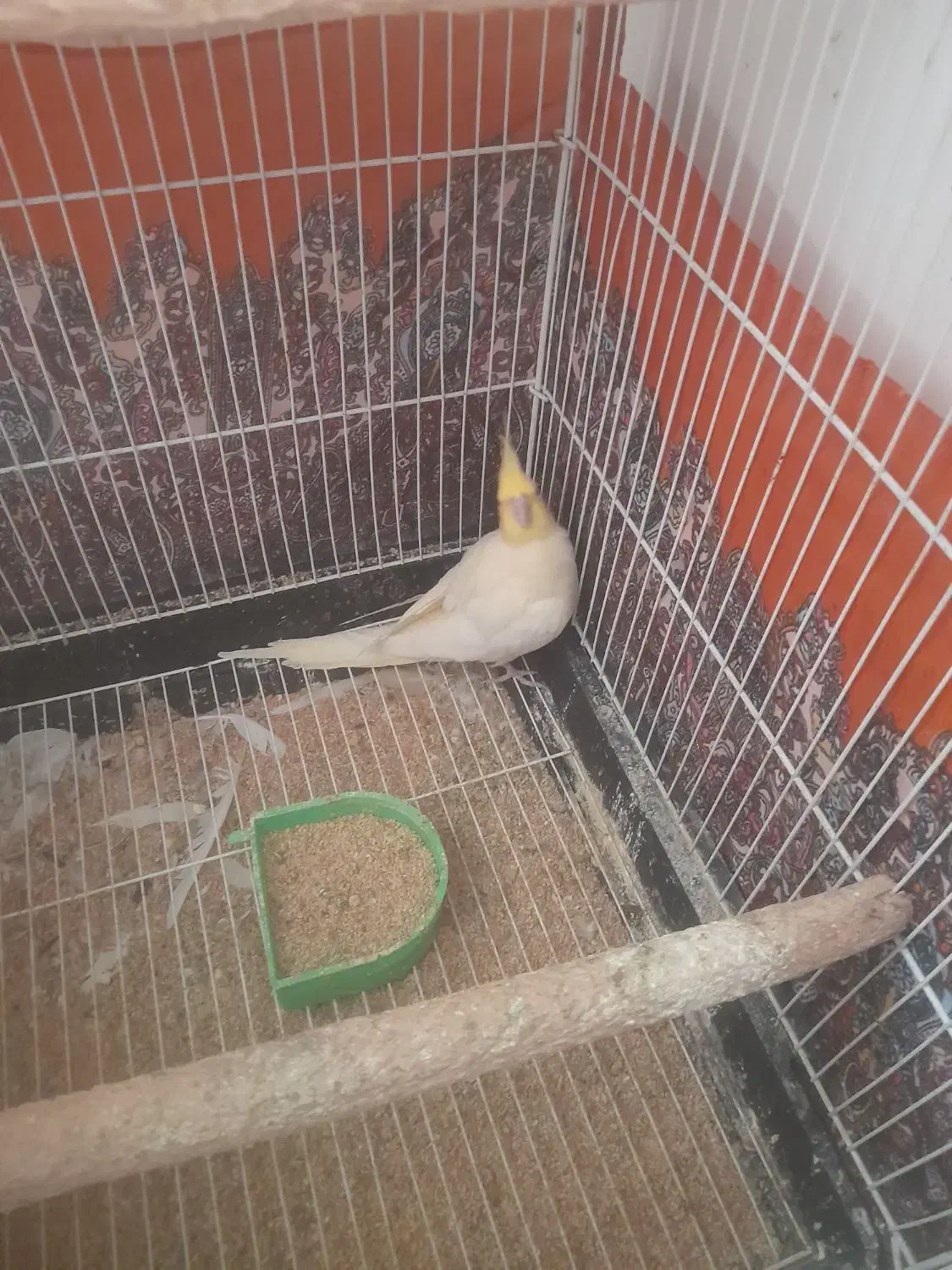 عروس هلندی|پرنده|تربت جام, والفجر|دیوار