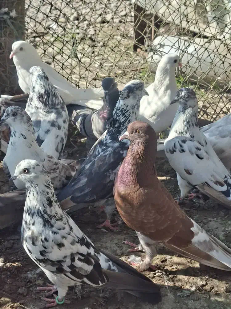 کفترخوب|پرنده|آستانه اشرفیه, |دیوار