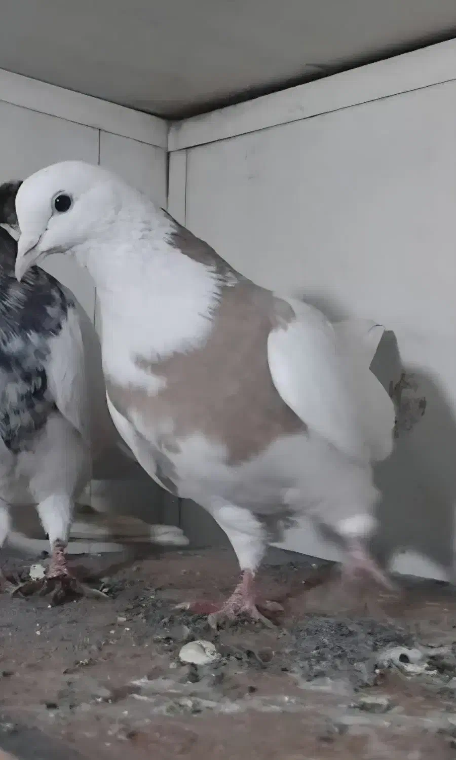 کبوتر گمشده|حیوانات|همدان, |دیوار