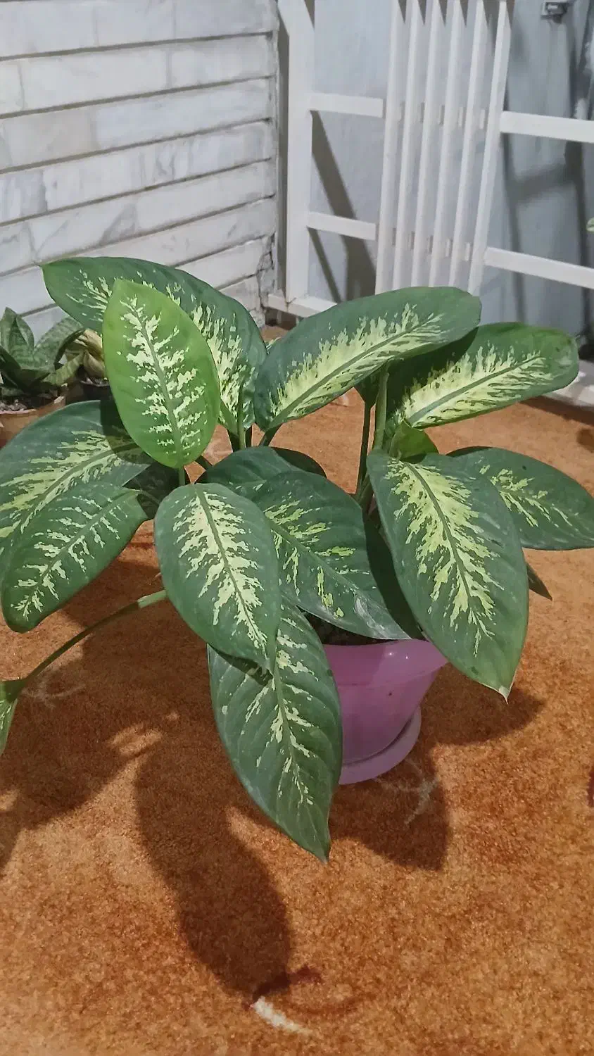 حراج گل|گل و گیاه طبیعی|بابل, |دیوار