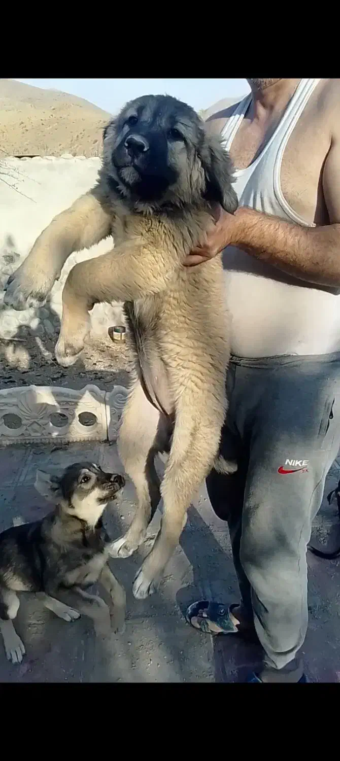 توله ماستیف|سگ|کوهسار (البرز), |دیوار