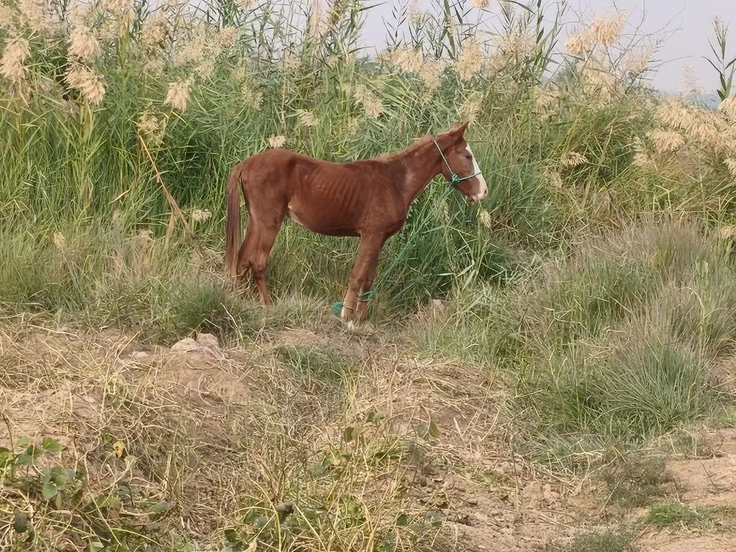 اسب|اسب و تجهیزات اسب‌سواری|حمیدیه, |دیوار