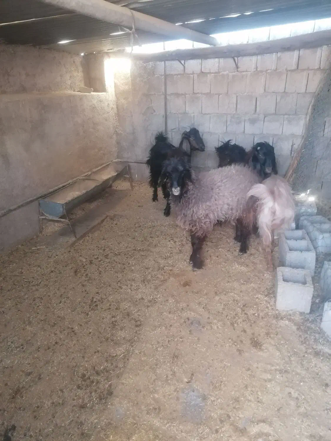 بره نژاد دار|حیوانات مزرعه|سوق, |دیوار