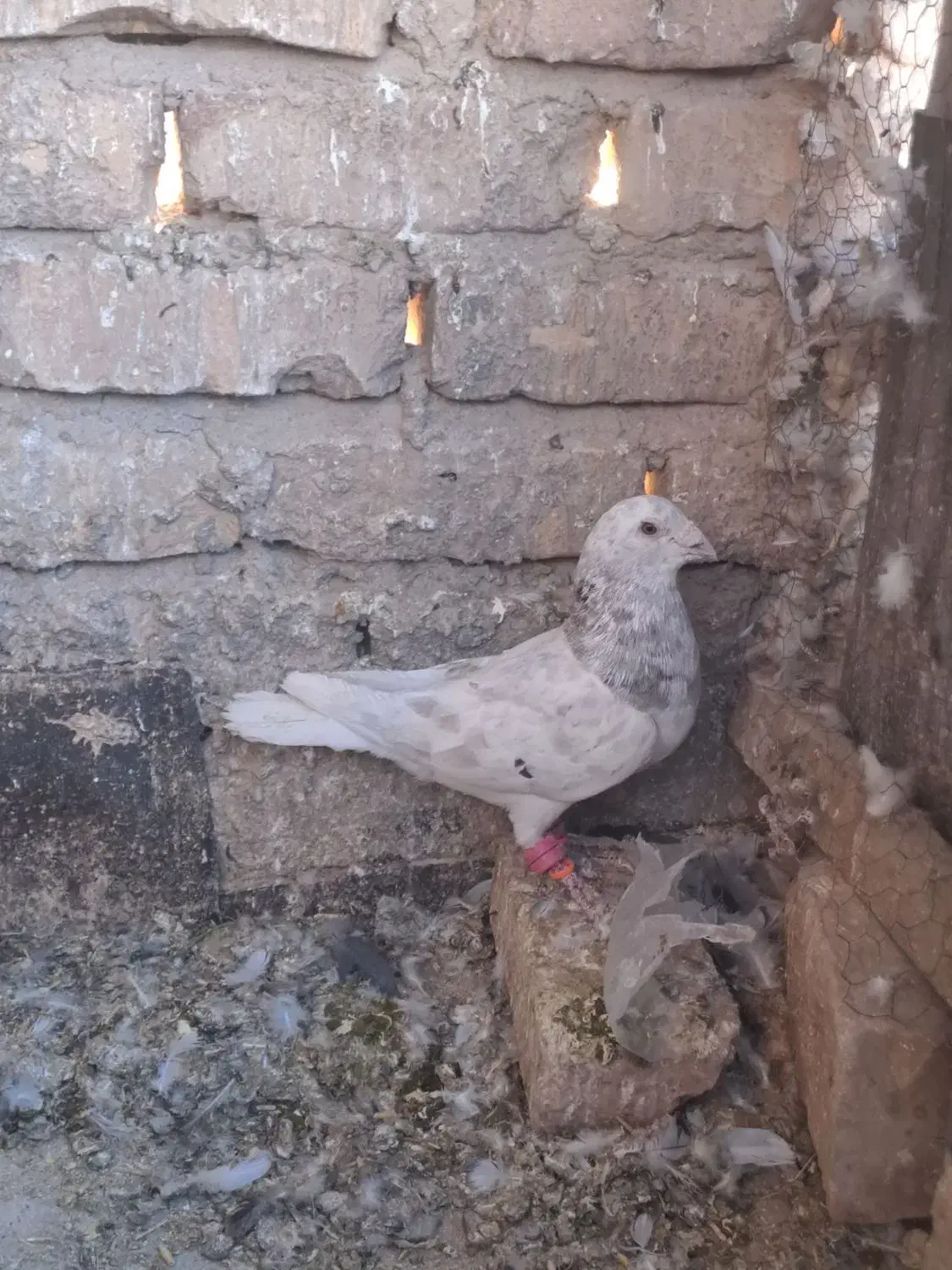 پرشی ضربه|پرنده|سبزوار, کاشفی شمالی (دادگستری)|دیوار